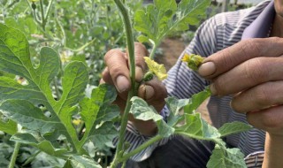 西瓜怎么处理根瓜 西瓜怎样养根护根