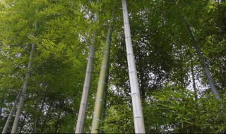 毛竹怎么处理防虫 毛竹怎么处理防虫子