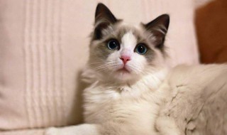 猫尿难闻怎么处理 猫尿的尿特别难闻