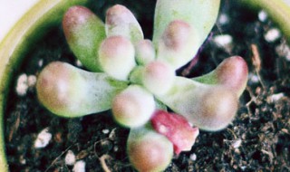 多肉涝了怎么处理（多肉涝了怎么处理干净）