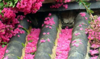 痒痒树是什么植物（痒痒树的学名叫什么）