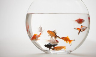 怎样做观赏鱼食（观赏鱼的鱼食制作方法）