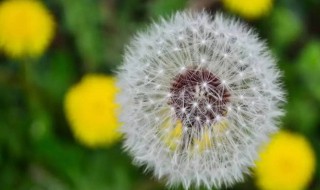 植物传播种子的方法还有哪些 查一查植物传播种子的方法还有哪些