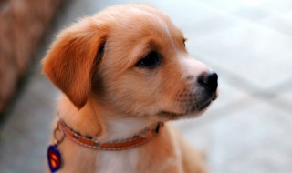 狗的驱虫方法 狗狗驱虫的方法