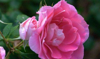 月季花病怎么处理