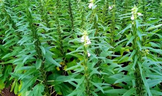 芝麻的施肥方法 芝麻的施肥方法有哪些