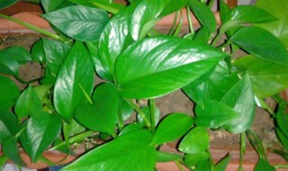 绿萝的插秧方法 绿萝插秧具体步骤