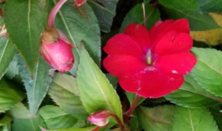 凤仙花传播种子的方法 凤仙花传播种子的方法叫什么名字