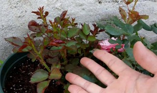 月季脚芽怎么处理 月季脚芽是什么