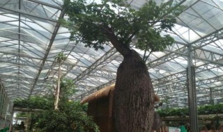 佛肚的养殖方法 佛肚竹的养殖方法和注意事项有哪些