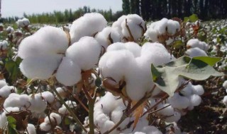 棉花的取样方法（棉花检验）