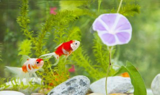 鱼缸过滤系统怎样做（鱼缸过滤系统怎么做）