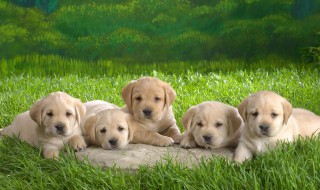 怎样做狗狗便便除味剂