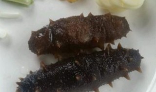 海参的解冻方法 海参的解冻方法有哪些