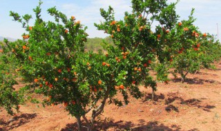 树木栽培的方法 树木栽培的方法有哪些