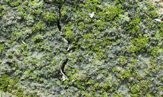 地衣的防治方法