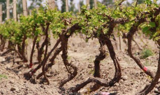 掐葡萄蔓的方法（掐葡萄是什么意思）