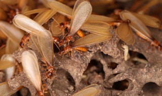 治飞蚂蚁的方法（治飞蚂蚁的方法视频）