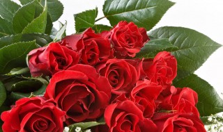 玫瑰的干燥方法（玫瑰干了怎么利用）