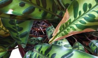 纹株的养殖方法（纹瓣兰的功效与作用）