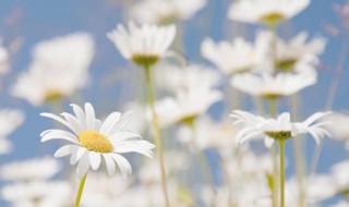 种植雏菊的方法