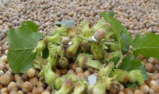 榛子的剪枝方法 榛子的剪枝方法视频