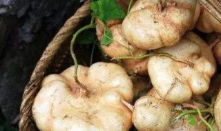 沙葛的贮存方法