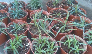 蛭石的插枝方法 蛭石如何扦插