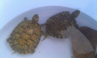 巴西龟发霉怎么处理（巴西龟发霉怎么处理视频）