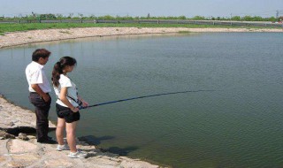 酒糟怎样做鱼饲料 酒糟怎样做鱼饲料视频