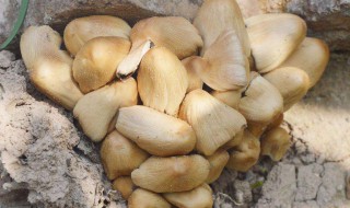 野菇的保存方法 野蘑菇的保鲜与储藏方法