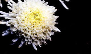 夏菊的扦插方法