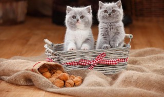 养猫驱虫的方法（养猫驱虫的方法有哪些）