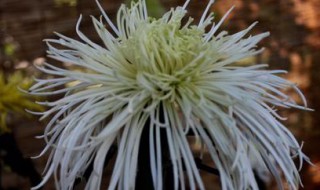 冷菊的栽培方法