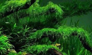 草缸的绿藻怎么处理（草缸里的绿藻怎么处理）