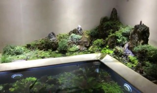 鱼池里水草怎么处理