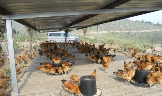 天气炎热如何做鸡棚通风 天气炎热如何做鸡棚通风好