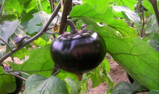 圆茄子长期保存方法