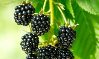 黑莓怎么挑选（黑莓怎么挑选好的）