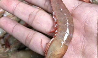 基围虾养殖方法（基围虾养殖方法式还是品种）