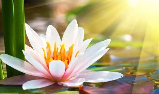 为什么半夜不能念佛（为什么半夜不能念佛经）