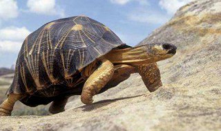 养龟为什么对女人不好 为什么老人说养龟不好