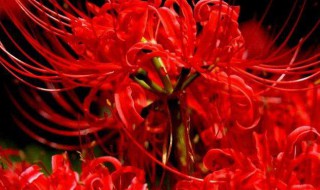 彼岸花为什么叫死人花 彼岸花为什么不能拍照