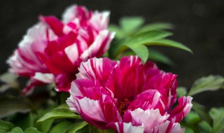 怎么挑选好牡丹 怎么挑选好牡丹花的品种