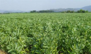 蚕豆什么时间播种 蚕豆什么播种最好