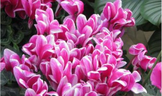 养仙客来的忌讳（养仙客来的忌讳有哪些）