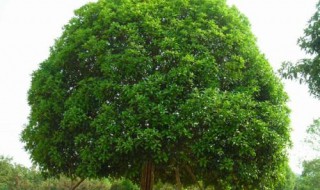 桂花树太高怎么办 桂花树太高怎么办视频