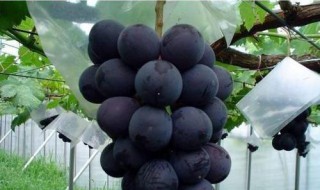 巨峰葡萄拉穗方法（巨峰葡萄拉花技术）