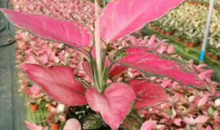 吉利红怎么养（吉利红怎么养护）