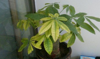 发财树叶子发黄的原因（发财树叶子发黄的原因以及解决方法视频）